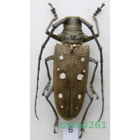 Batocera rubus (Linnaeus, 1758) female Thailand 39mm6